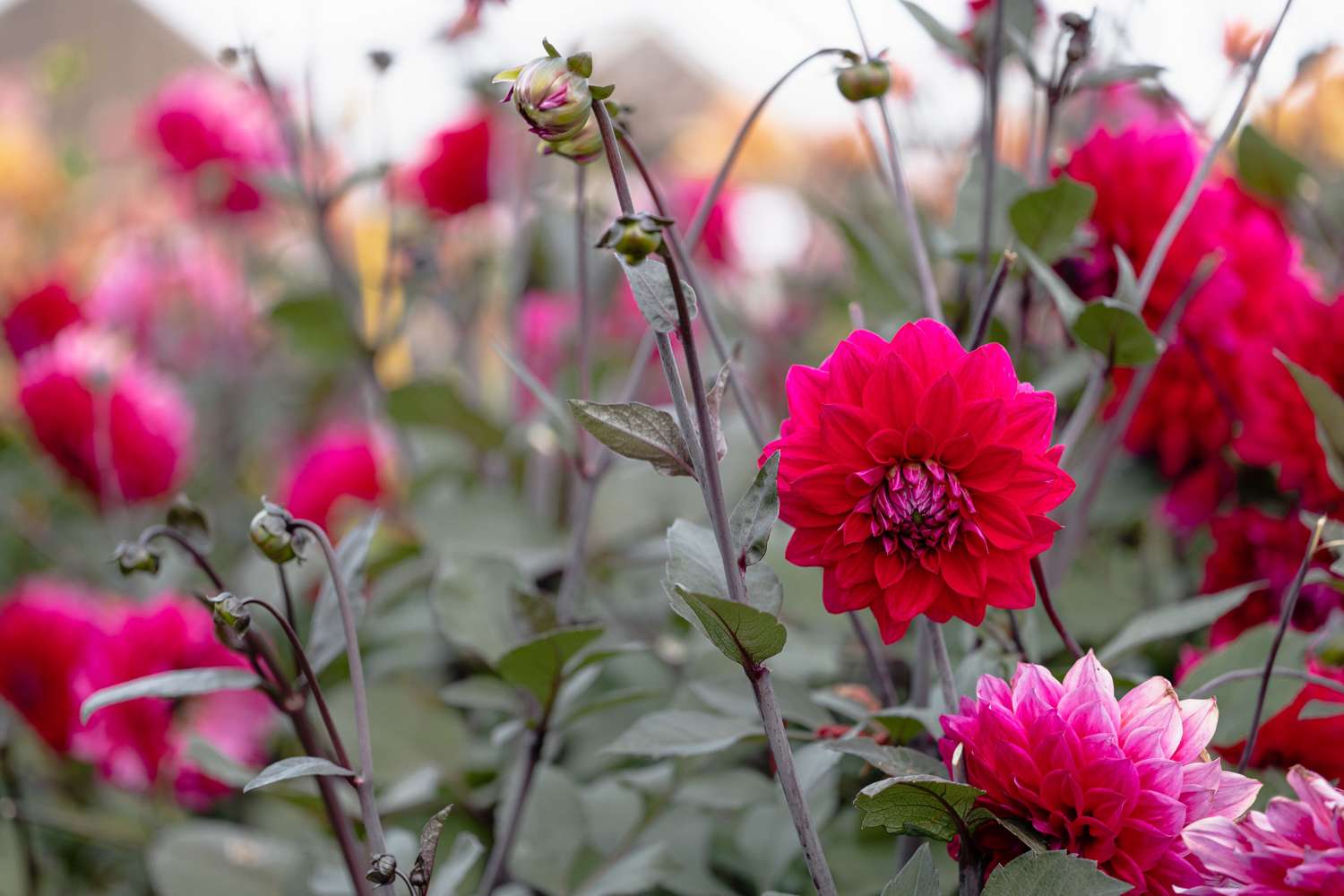 Dahlie 'Engelhardts Matador'